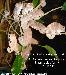 Furcifer pardalis Ambanja