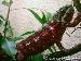 1,0 Furcifer pardalis ( Maroansetra )