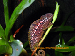 Furcifer lateralis