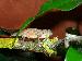Rhampholeon (Rhinodigitum) moyeri