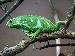 Brachylophus fasciatus Brachylophus fasciatus