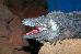 Cyclura nubila lewisi Cyclura nubila lewisi
