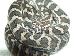 Morelia spilota mcdowelli Morelia spilota mcdowelli