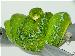 Lereh Morelia Viridis Lereh Morelia Viridis