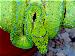 Lereh Morelia Viridis Lereh Morelia Viridis