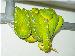 Lereh Morelia Viridis Lereh Morelia Viridis