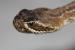 Crotalus scutulatus scut