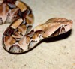 Bitis gabonica gabonica