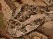 Bitis arietans