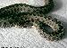 Vipera lotievi Vipera lotievi