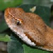 Vipera aspis aspis