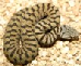 Vipera aspis francisciredi