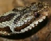 Vipera berus berus