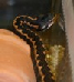 Vipera kaznakovi