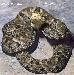 Bothrops asper