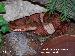Agkistrodon contortrix pictigaster Agkistrodon contortrix pictigaster