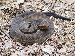 Agkistrodon piscivorus leucostoma Agkistrodon piscivorus leucostoma