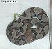 Agkistrodon contortrix Agkistrodon contortrix