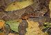 Agkistrodon contortrix mokasen Agkistrodon contortrix mokasen