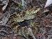 Crotalus molossus molossus Crotalus molossus molossus