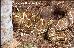 Crotalus durissus terrificus Crotalus durissus terrificus