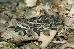 Crotalus horridus