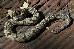 Crotalus horridus