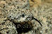 Crotalus mitchelii pyrrhus Crotalus mitchelii pyrrhus