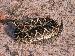 Crotalus adamanteus Crotalus adamanteus