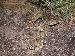 Crotalus scutulatus scutulatus