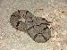 Crotalus lepidus klauberi Crotalus lepidus klauberi