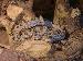 Crotalus oreganus lutosus Crotalus oreganus lutosus