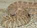Crotalus mitchellii stephensi Crotalus mitchellii stephensi