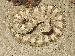 Crotalus cerastes cerastes