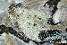 Crotalus horridus atricaudatus Crotalus horridus atricaudatus