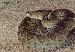 Crotalus basiliscus basiliscus Crotalus basiliscus basiliscus