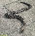 Crotalus basiliscus basiliscus Crotalus basiliscus basiliscus