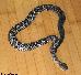 Crotalus basiliscus basiliscus Crotalus basiliscus basiliscus