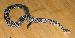 Crotalus basiliscus basiliscus Crotalus basiliscus basiliscus