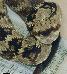 Crotalus molossus molossus