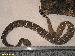 Crotalus molossus molossus Crotalus molossus molossus