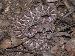 Crotalus atrox Crotalus atrox