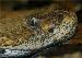 Crotalus horridus atricaudatus Crotalus horridus atricaudatus