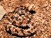 Crotalus horridus atricaudatus