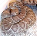 Crotalus scutulatus scutulatus