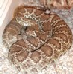 Crotalus scutulatus scutulatus