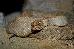 Crotalus unicolor Crotalus unicolor