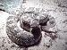 Crotalus Oreganus Oreganus Crotalus Oreganus Oreganus