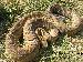 Crotalus basiliscus Crotalus basiliscus