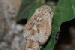 Echis coloratus Echis coloratus